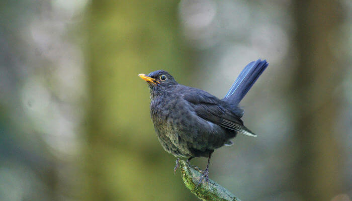 Amsel sitz im Wald auf einem Ast