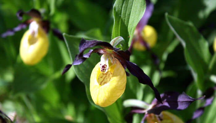 Gelbblühende Blüten des Frauenschüeli im Tannenbüel