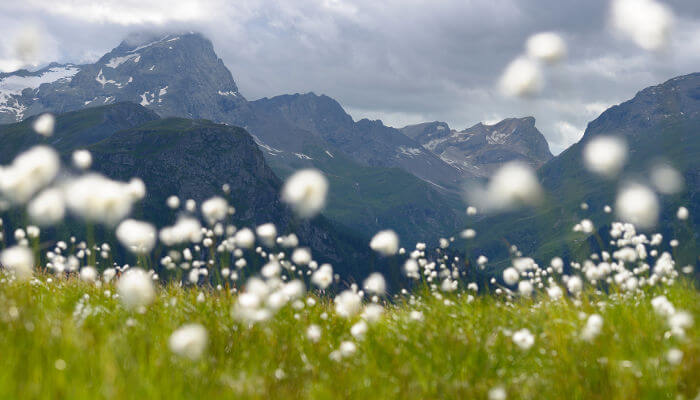Scheiden-Wollgras in den Bergen im Frühling