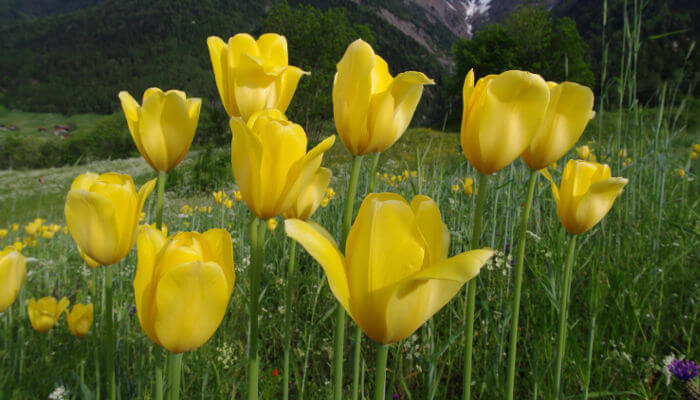 Gelbe Blüten der Wildtulpe im Frühling
