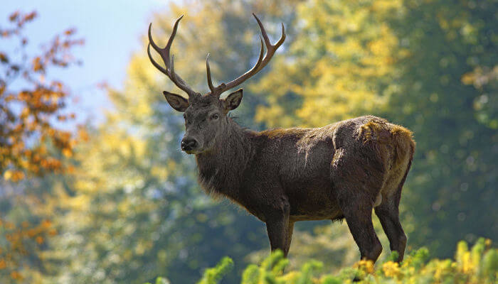 Rothirsch im Wald im Herbst