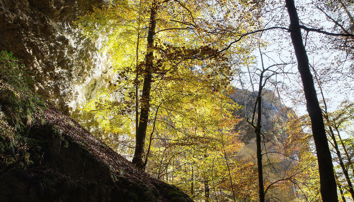 Steinhang mit Laubbäumen in der Wolfsschlucht