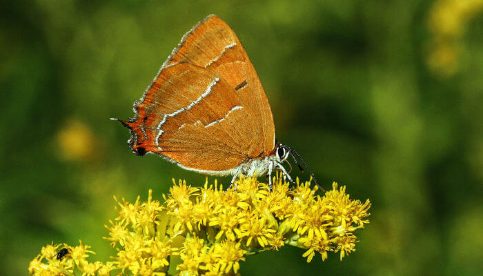 orang-brauner Schmetterling auf kanadischer Goldrute