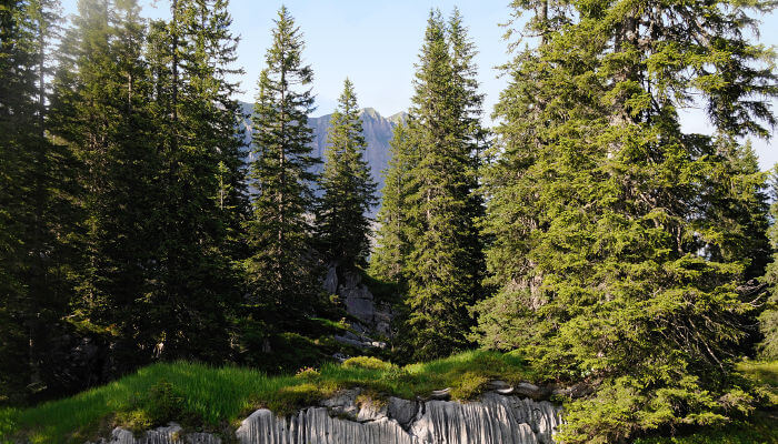 Fichtenurwald Bödmerenwald im Sommer