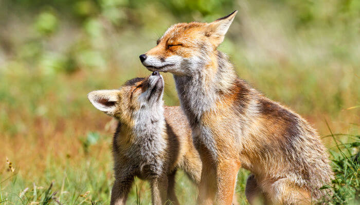 Fuchs und Fuchswelpe auf der Wiese im Sommer