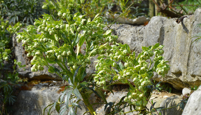 Nieswurz Strauch in Steinengarten in der Sonne