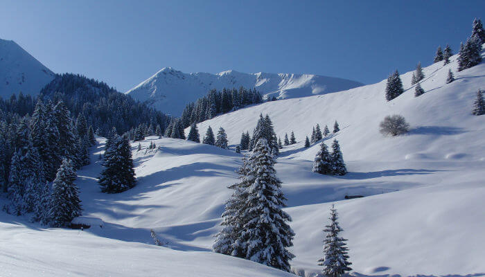 Schnee auf Wiesen und Tannen auf dem Wildmoos-Springboden