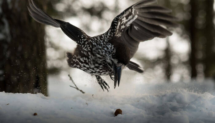 Tannenhäher fliegt durch den Wald der schneebedeckt ist
