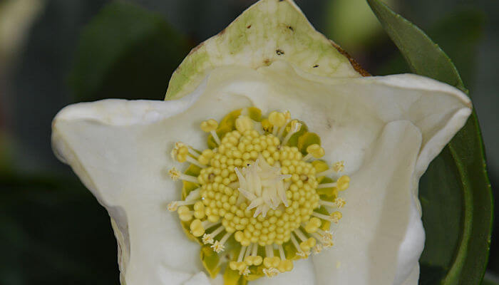 Blüte einer helleborus niger