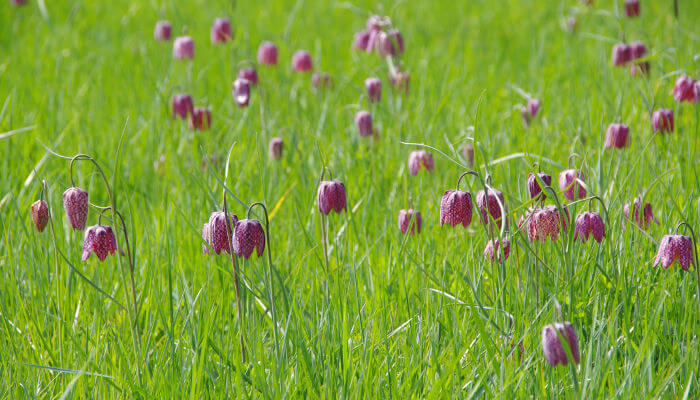 Perlhuhn-Schbrettblumen in der Wiese