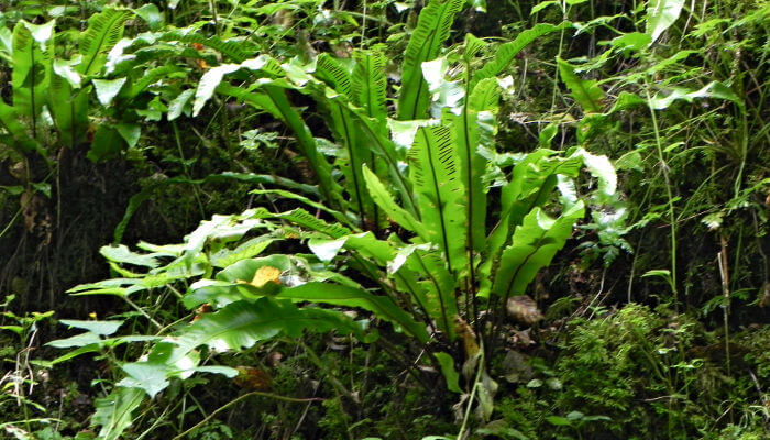 Grüner Hirschfarm im Wald