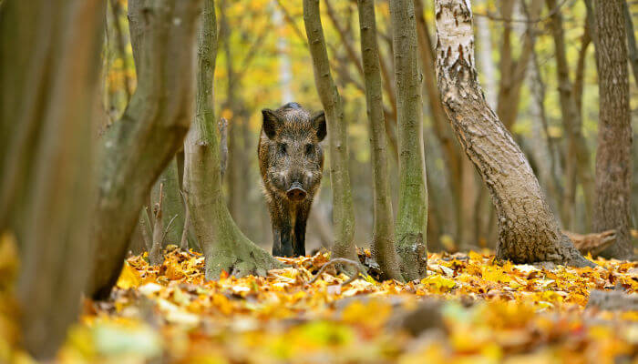 Schmales Wildschwein läuft durch den Wald auf uns zu.