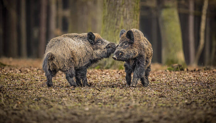 Zwei Wildschweine im Wald die sich beschnüffeln