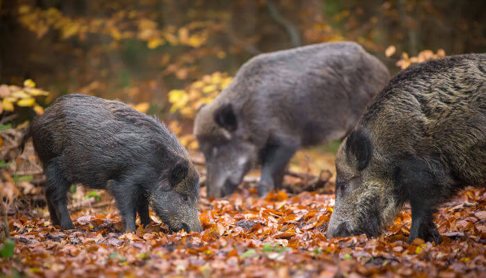 Wildschweine schnüffeln auf dem Herbstboden im Wald