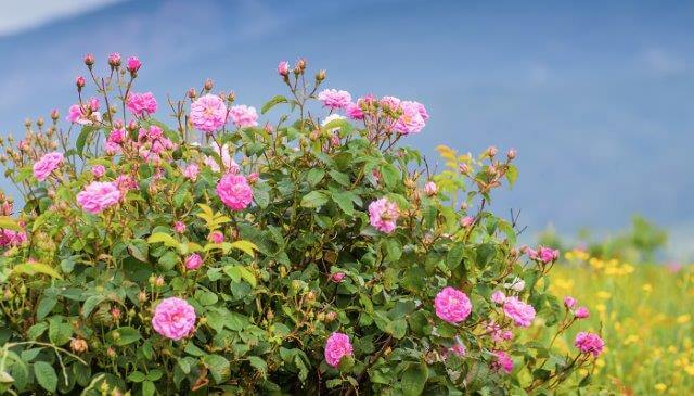 Rosablühende Blüten der Damaszener Rose
