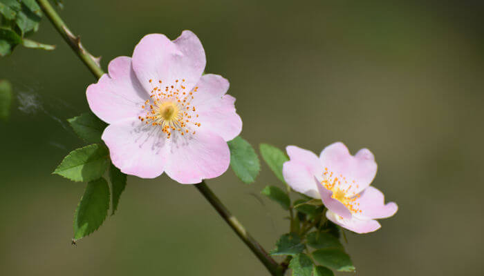 Rosablühende Blüten der Wildrose