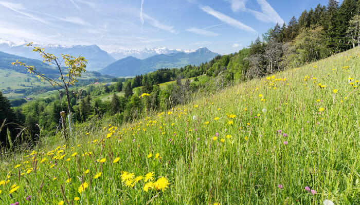 Blühende Bergwiese auf dem Waldspitz im Frühling