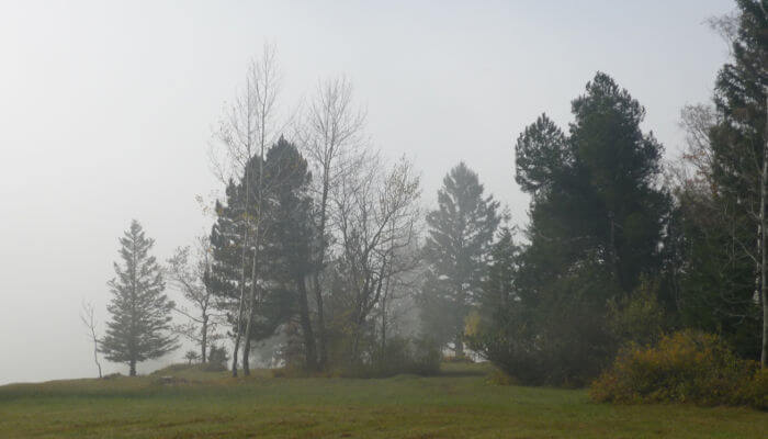 Tannen und Bäume im Nebel
