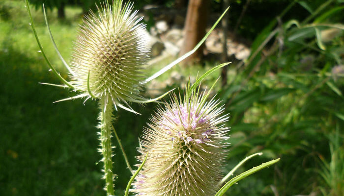 Wilde Karte im Sonnenlicht im Sommer