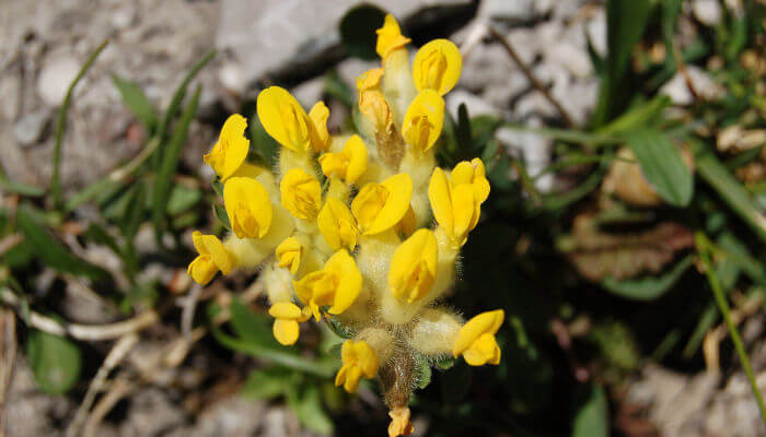 Gelbe Blüten des Wundklee