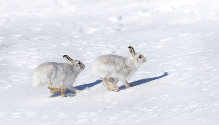 Zwei Schneehasen rennen über den Schnee