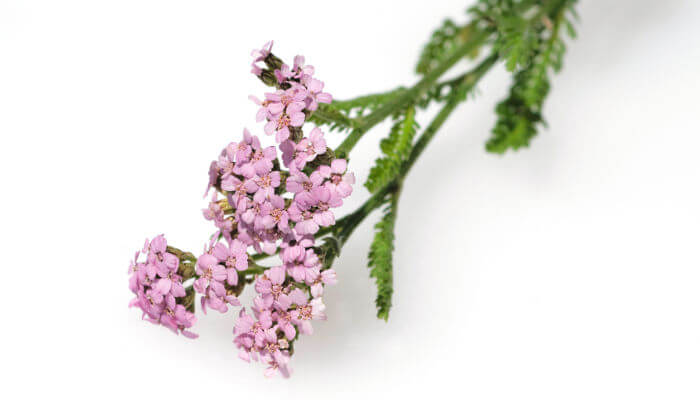 Rosablühende Blüten der Scharfgarbe