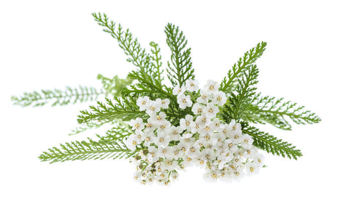 Weissblühende Blüten der Schafsgarbe