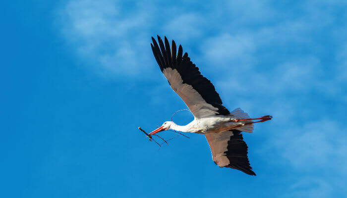 Fliegender Storch mit Nestmaterial im Schnabel am blauen Himmel