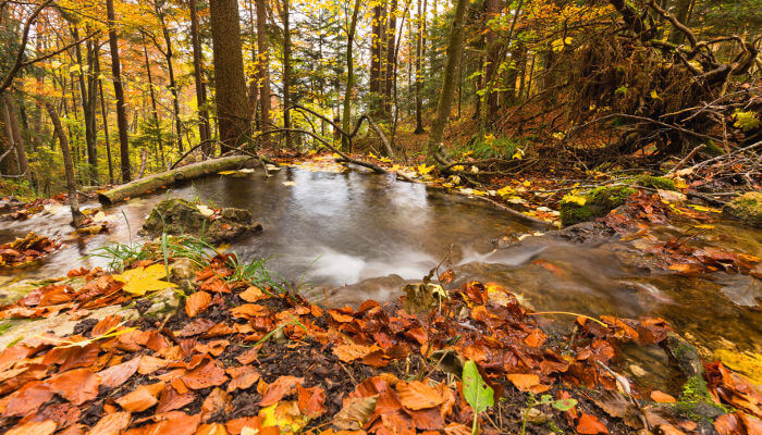 Bergbach mitten im Herbstwald im Gore Virat