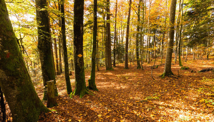Herbstwald mit Wanderweg auf dem Mont Raimeux