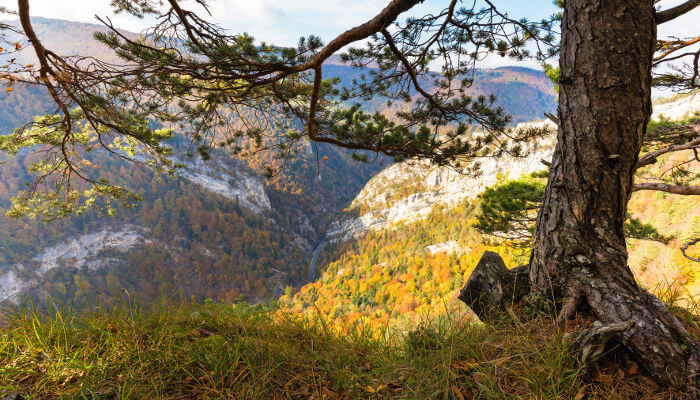 Baum auf dem Klus von Moutier im Herbst