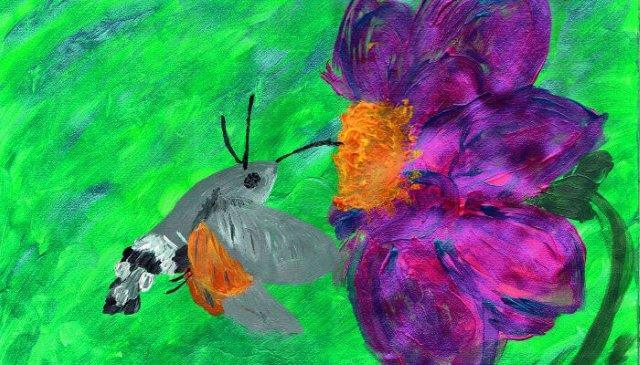 Illustration eines Taubenschwänzchen an violetter Blüte