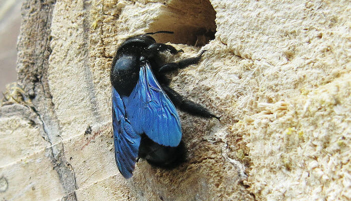 Blauschwarze-Holzbiene auf Holzstrunk