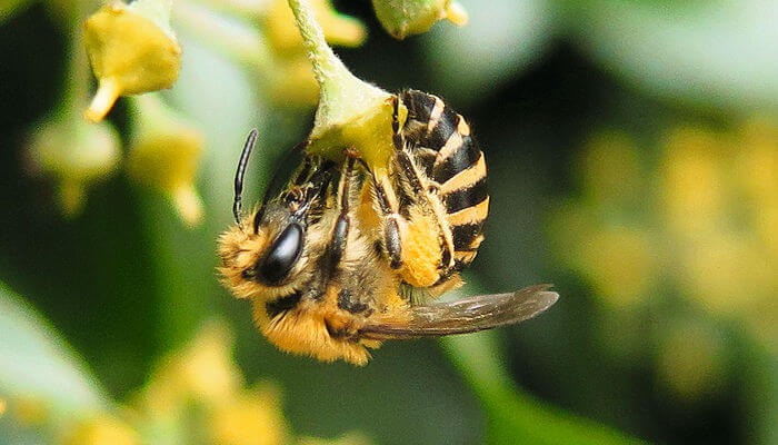 Efeu Seidenbeine an gelber Blüte im Sommer