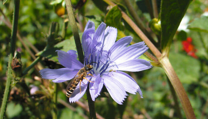 Furchenbiene an violetter Blüte