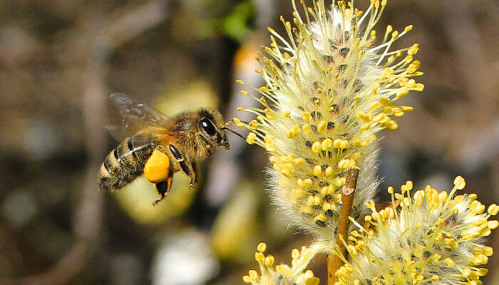 Wildbiene im Anflug auf gelber Blüte