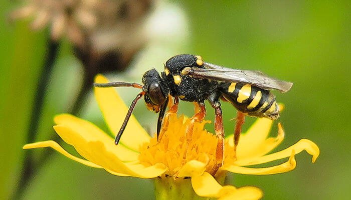 Wespenbiene auf gelber Blüte