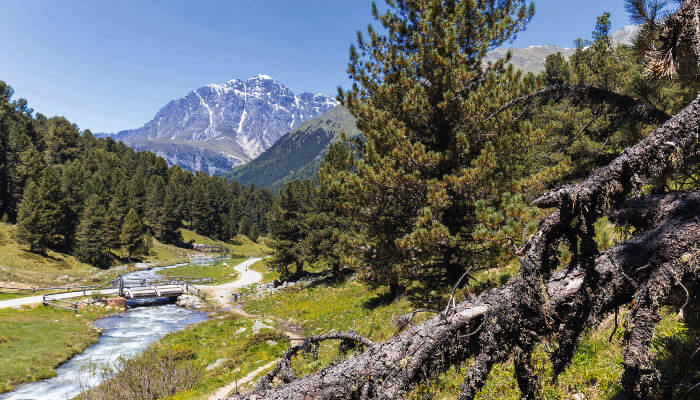 Fluss Clemgia zwischen Tannen und Wiesen in den Bergen