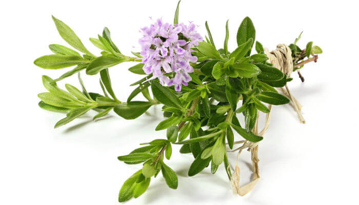 Blüten des Thymian