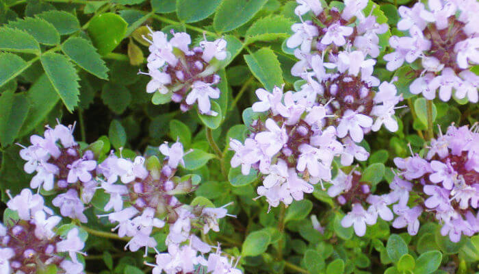 Thymian Strauch mit rosa Blüten