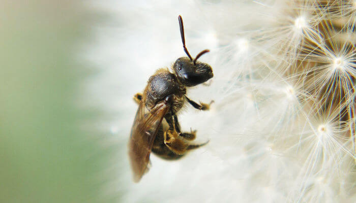 Wildbiene auf den weissen Pollen des Löwenzahn
