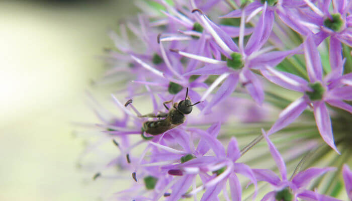 Furchbiene auf einer violetten Blüte