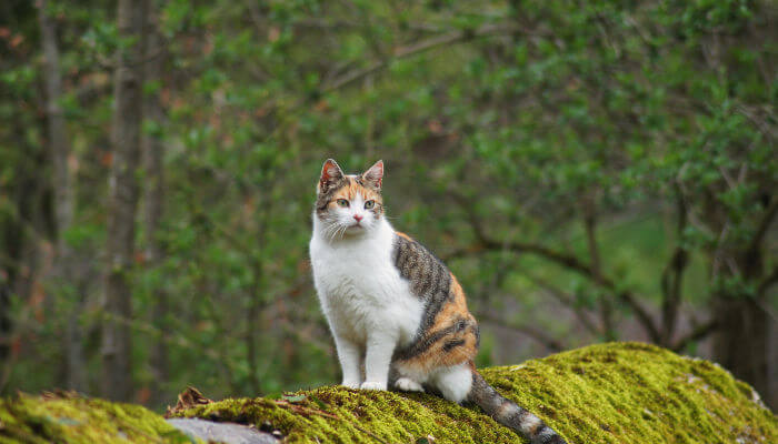 Dreifarbige Katze im Wald auf einem Holzstamm