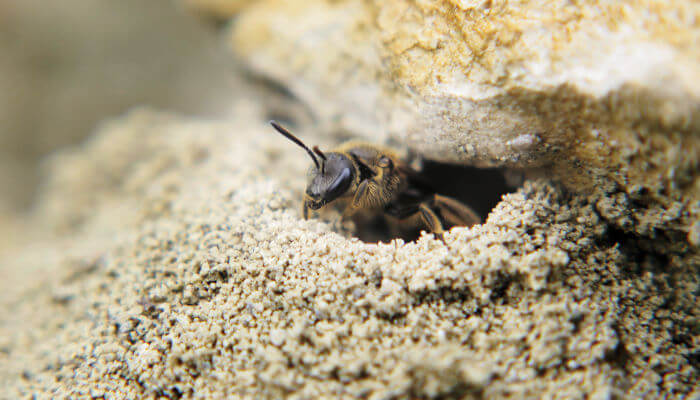 Wildbiene schaut aus seiner Sand- und Steinhöhle