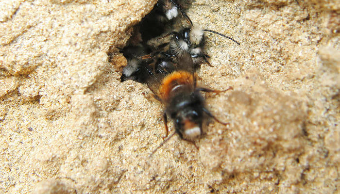 Mauerbiene sitz im Sand bei Sonnenschein