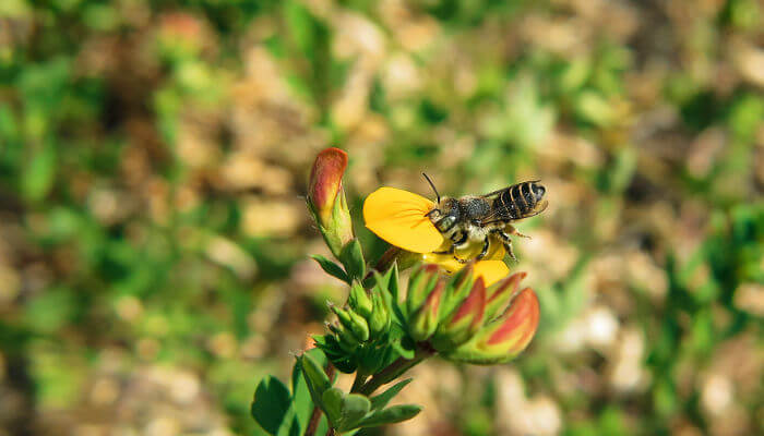 Wildbiene auf einer gelben Blüte