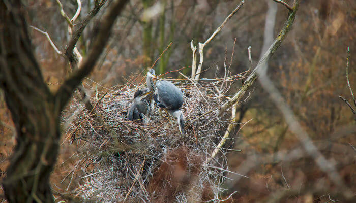 Nest in den Bäumen mit zwei Graureiher