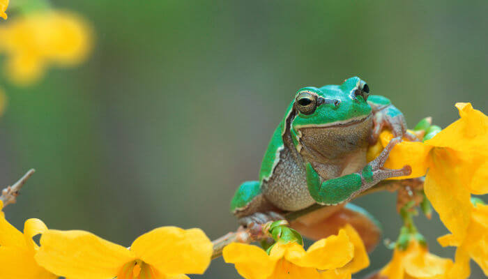 Grüner Frosch mit weisem Bauch auf gelben Blüten