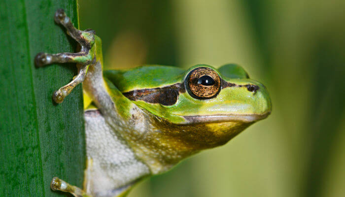 Grüner Grasfrosch an grüner Pflanze