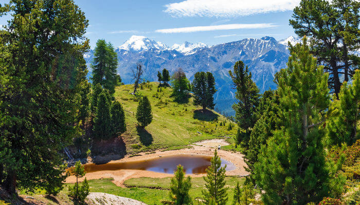 Lai da Juata mit Tannen und schönen Wiesen im Sommer